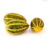 Yellow Cucumber, 800 - 1000 g01